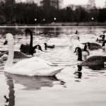 24256598595_96f67dfd98_k