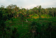 Where to Stay in Ubud Bali – 15 Dreamy Hotels You’ll Love